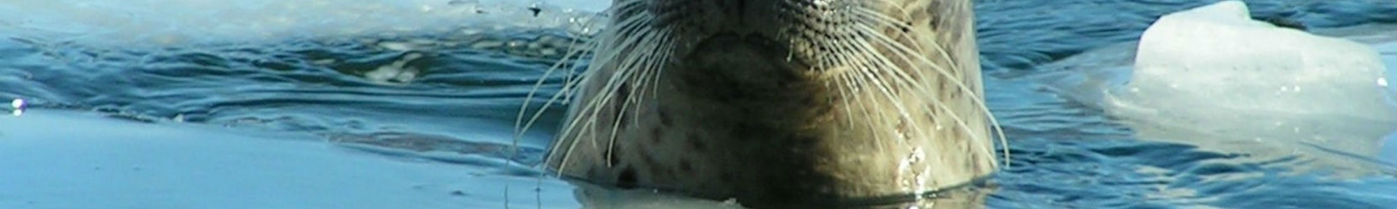 Gray Seal Peaking Its Head Through The Ice